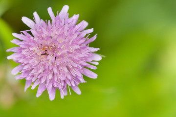 Light magenta flower with a beautiful bokeh