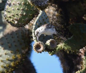 Bird on cactus