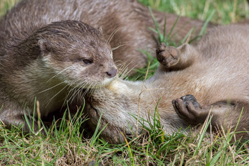 Wild otters playing. Affectionate river animal pair social bonding.