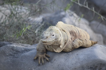 Iguana in the Galapagos Islands