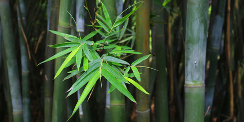 Fototapeta na wymiar green bamboo leaves