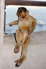 Naklejka premium junger Berberaffe auf Gibraltar (Macaca sylvanus) - Barbary macaque 