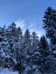inverno alberi innevati 