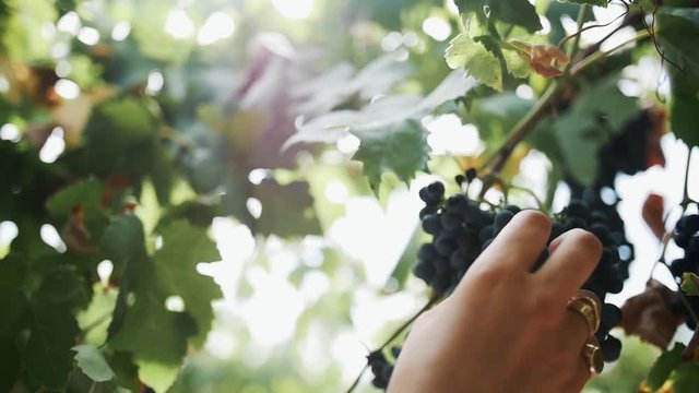 Unrecognisable woman hands with nail polish and golden rings gather bunch of black grapes hanging on stem at vineyard, sunny summer day outdoors, close up slow motion
