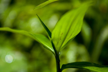 Green leaf macro