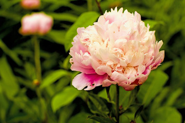 Fototapeta premium Large snowball peony closeup with buds in the background