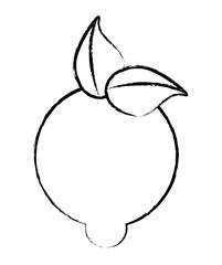 sketch of lemon fruit icon over white background, vector illustration