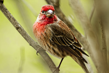 Grosbeak ( believed to be) bird perched on a branch.  Closeup