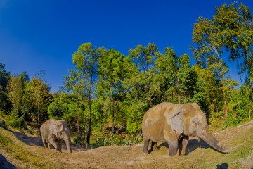 Fototapeta premium The Young Elephant walk near the riverbank in the nature, in Elephant jungle Sanctuary, in Chiang Thailand
