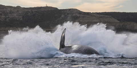 Fototapeta premium Southern Right Whale Jump, Patagonia, Argentina
