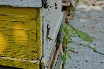 Obraz na płótnie Canvas From beehive entrancebees creep out.