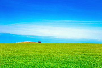 Spring green field. Landscape with a young grass and a blue sky on the horizon.