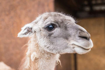 bright adult lama looks at the frame