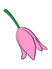Vector illustration, flat cartoon pink tulip flower isolated on white background