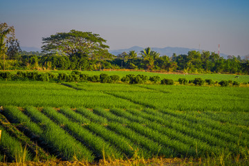 Fototapeta na wymiar Beautiful outdoor view fo fields plantation of rice located at the Golden Triangle. Place on the Mekong River, which borders three countries - Thailand, Myanmar and Laos