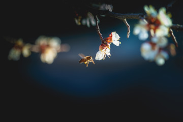 Spring flowering, pollination by bees. Close-up, bright, toned photo, fruit blossoming tree branches. Honeybees collect nectar and pollen. Signs of spring. - obrazy, fototapety, plakaty