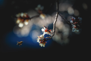 Spring flowering, pollination by bees. Close-up, bright, toned photo, fruit blossoming tree branches. Honeybees collect nectar and pollen. Signs of spring.