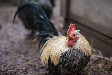 black and white cock
