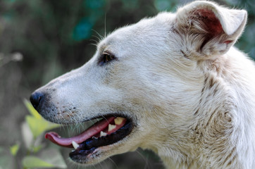 a large portrait of a white dog