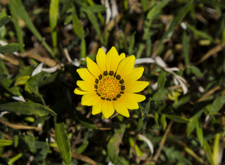 beautiful yellow daisy flower nature background