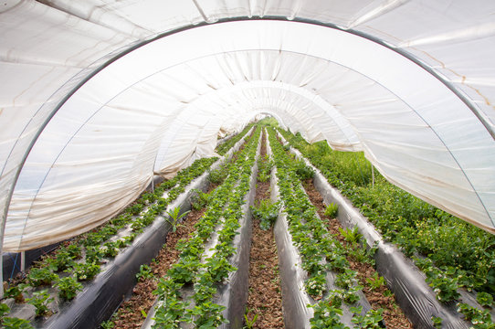 Sera i&ccedil;inde &ccedil;ilek yetiştiriciliği, &ccedil;i&ccedil;ek a&ccedil;mış &ccedil;ilek fidanları, 