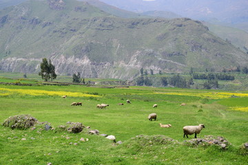 Fototapeta na wymiar peruvian landscape