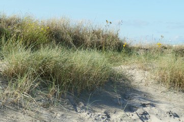 Dunes of sand with green tall grass near Northern sea in Zeebrugge, Belgium
