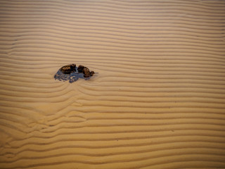 stripes from sand under water with a tree bump that interrupts the pattern