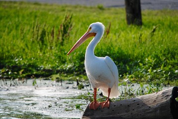 Pelican Profile