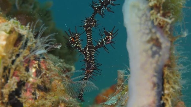 Ornate ghost pipefish floating near a coral branch. Black color variation. Lembeh Strait, North Sulawesi, Indonesia.
