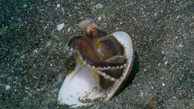 Coconut Octopus rests in a shell on a sandy bottom. Lembeh Strait, North Sulawesi, Indonesia.