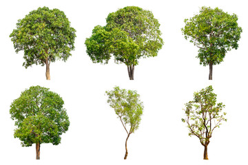 Tree collection set isolated on white background.