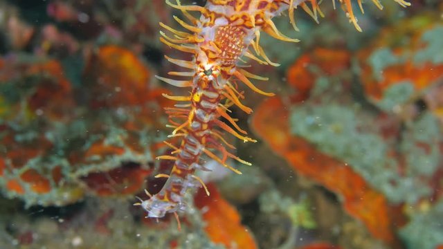 Ornate ghost pipefish red color. Close up on the snout pointing downwards. Lembeh Strait, North Sulawesi, Indonesia.