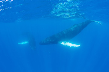 Fototapeta premium Humpback Whales in Clear, Blue Water