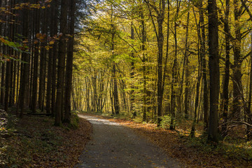 Amazing dark european forest path with pine trees with fallen leaves from autumn and sun rays sunbeam on the background