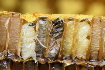 Pupa Honey Bee in bee hive. - obrazy, fototapety, plakaty