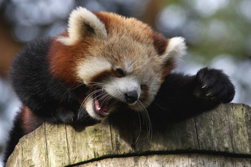 laughing Red Panda