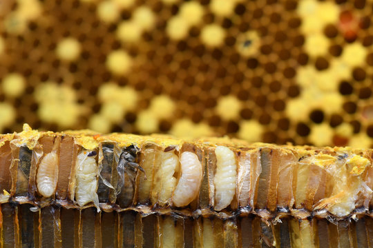 Pupa Honey Bee In Bee Hive.