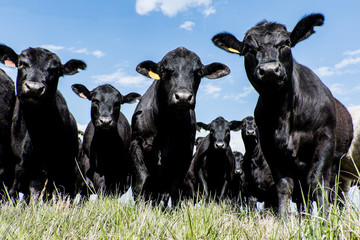 Black Angus herd - low angle - obrazy, fototapety, plakaty