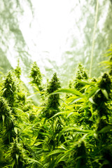 Marijuana cultivation indoor growing, Cannabis plants in grow box