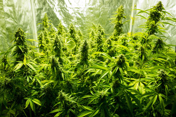 Cannabis cultivation indoor growing, Marijuana plants in grow box