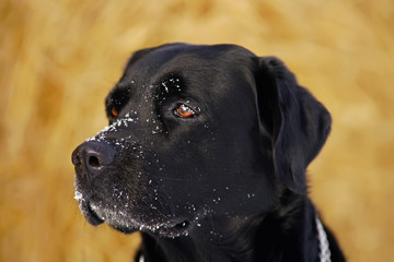 The portrait of a black Labrador dog posing outdoors in winter