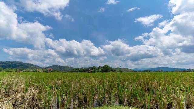 Time lapse of moving clouds over organic paddy fields at Bario. Bario is a community of 13 to 16 villages located on the Kelabit Highlands in Miri Division, Sarawak, Malaysia.