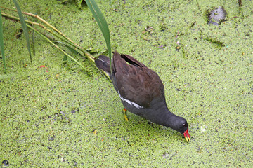 Common moorhen or waterhen (Gallinula chloropus) in water covered with green duckweed