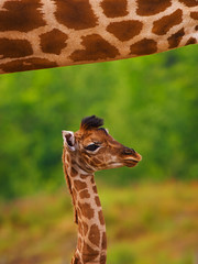 Fototapeta premium Giraffe calf below the neck of her mother
