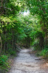 Fototapeta premium Shady Lane 2