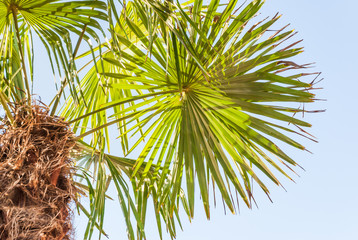 Obraz premium Palm tree of the genus Sabal palmetto against the blue sky