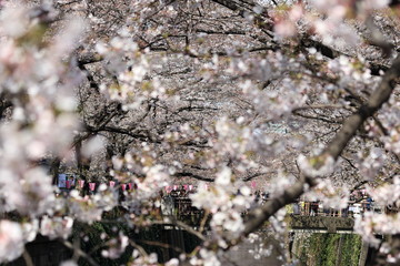 桜の風景