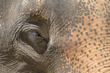 Asian elephant eyes, Thailand, close up