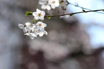 桜の風景